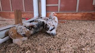 Space requirements for bantam chickens  Cochin Vlog [upl. by Davison305]