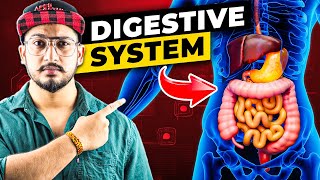 How Digestive System Works 3D Animation [upl. by Naivart]