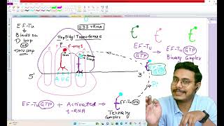 PROKARYOTIC TRANSLATION ELONGATION IN HINDI PROKARYOTIC TRANSLATION ELONGATION IN HINDI CSIR [upl. by Channa]