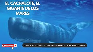 🐳 El Cachalote Descubriendo al Gigante de los Mares cachalote cetaceo naturaleza biodiversidad [upl. by Varrian]