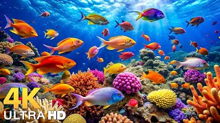 NEW 3HR Stunning 4K Underwater Wonder • Explore Colorful Marine Life amp Relaxing Ocean Views [upl. by Fortna]