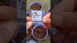 How to grow chrysanthemum flower plant from seeds shorts [upl. by Mochun519]