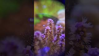 Gorgonian Purple Candelabra  eating reef roids reef aquarium reefroids gorgonian softcoral [upl. by Kokaras]