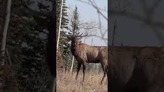 What are some of your coolest encounters when Elk hunting [upl. by Uamak735]