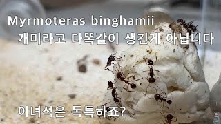 상식파괴하는 비쥬얼의 개미 개미라도 다 똑같이생긴건 아닙니다 Myrmoteras binghamii [upl. by Merritt33]