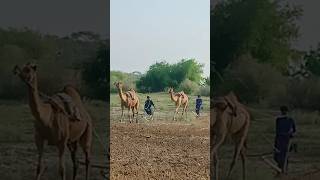 Camel reiscamells foryou animals wildlife [upl. by Ahsirtal462]