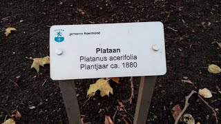 Platanus Acerifolia  plataan  1880 and Munsterkerk in my city Roermond  Autumn in Roermond [upl. by Kcirdec961]