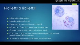 Rickettsia rickettsii on mononuclear cells [upl. by Tterrab]