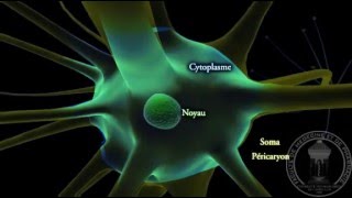 Physiologie du système nerveux  Neurone  partie 1 [upl. by Mcgrath]