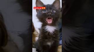 Khatam 😂😂funnyreelsvideo comedycomedyvideo cat catcomedy viralvideo youtubeshorts realfools [upl. by Geer466]