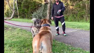 Boerboel and Caucasian Ovcharka [upl. by Greenwell]