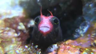 Cocos Barnacle Blenny [upl. by Anelyak927]