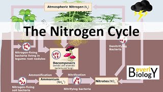 Nitrogen Cycle updated [upl. by Gnoc831]