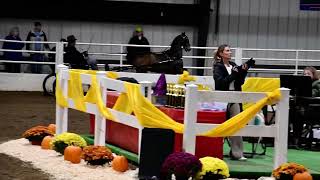 Steve and Nabu in Class 97  Hackney Pony Championship at Spooktacular Horse Show on 10192024 [upl. by Cathi]