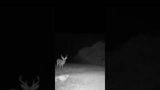 Shocking Wildlife Moment Fox Ambush Leaves Whitetail Buck Baffled fox nature wildlife shorts [upl. by Irme]