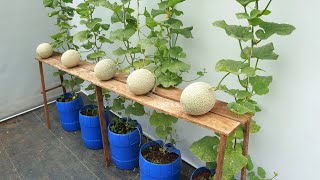 Easy method to grow cantaloupes at home with big sweet fruits [upl. by Adiesirb310]