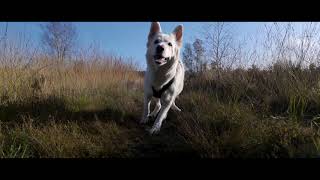 Swiss White Shepherd  Hoge vorsel 24102024 [upl. by Neral]