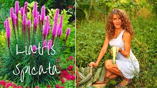 Ya beauty Planting Liatris Spicata bulbs for a summer bloom [upl. by Ylil]