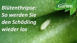 Blütenthrips So werden die Schädlinge bekämpft  MDR Garten [upl. by Airdnek445]