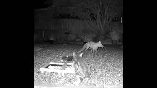 Another fox v cat in the garden Neither of them look very confident here do they 😂 [upl. by Isteb]