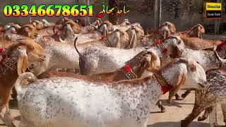 pure makhi cheeni full havey bakryan 03346678651 goat farming in Pakistan bakri farm [upl. by Budding]