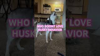 HUSKY TALK subscribe dog husky puppy subscribe [upl. by Doomham540]