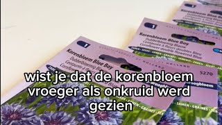 Korenbloem Blue Boy Zaden – Vroeger Onkruid Nu Prachtige Tuinbloem Verkrijgbaar op Tygerhomenl [upl. by Aaberg405]