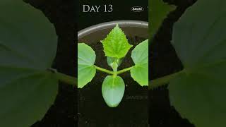 Time Lapse of Cucumber Seeds Germinating and Growing Into Seedlings [upl. by Hanej114]