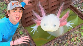 I Found Axolotls in a Sewer [upl. by Junette]