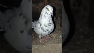 High Flying Pigeon shortviral birds viralvideo pigeon kabootar [upl. by Sinaj]