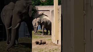 Elephants of Planckendael ZOO Mechelen Belgium Pls subscribe my channel thanks🐘zooplanckendael [upl. by Osgood]