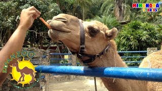 Diego de visita a Expanzoo🐪  Animales para Niños  Mimonona Stories [upl. by O'Meara842]