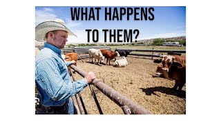 What happens with the cattle we Rope [upl. by Vera]