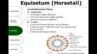 Equisetum  Anatomy  Reproduction  Detailed Overview [upl. by Jahdai947]