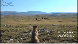 Wild Horses  unusual mating behaviour [upl. by Ronyam]