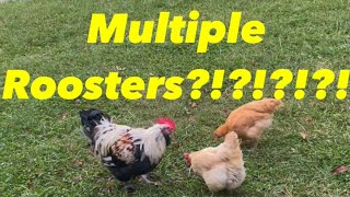 Keeping Multiple Roosters [upl. by Dronel]