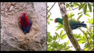 Eclectus Parrot Pair  Iron Range National Park [upl. by Asilat]