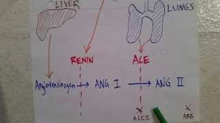 Introduction to the RAAS ReninAngiotensinAldosteroneSystem [upl. by Glick]