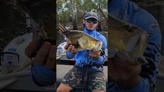 Sharked while barra fishing in Lakefield National Park fishing [upl. by Tisbe409]