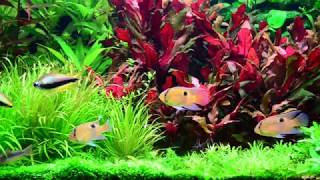 Keyhole Cichlid aquarium 20171125 [upl. by Maclaine]