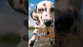 Dalmatian Dogs 🐶  Discover Dalmatian Secrets  shorts [upl. by Venus]