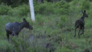 Cruising Moose Alley in Rangeley Maine [upl. by Inasah548]