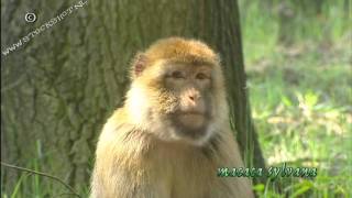 Barbary Macaque  Magot  macaca sylvanus [upl. by Anaib]