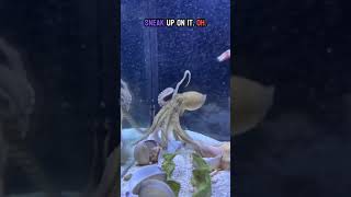 Feeding Ariel a slipper lobster [upl. by Oicram]