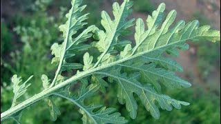 Parthenium Hysterophorus  Congress Grass  Congress plant [upl. by Adnuhs292]