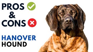 Hanover Hound Pros and Cons  Hanoverian Hound Advantages and Disadvantages [upl. by Warila118]