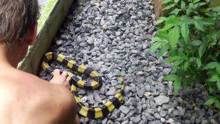 Catching a banded krait at a Thailand snake show [upl. by Rratsal]