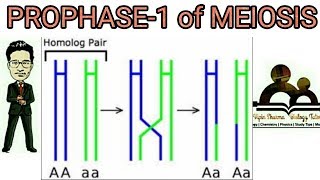 Prophase 1 of meiosis 1 detailed leptotene zygotene pachytene diplotene diakinesis explained [upl. by Dola]