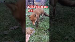 2 foxes in the garden older and bolder smaller loses out Jumping Jack fox sad [upl. by Suhpesoj]