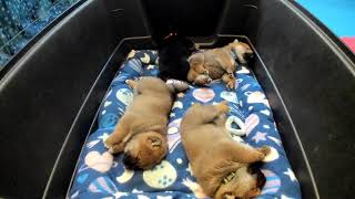 Shiba Inu Puppy Cam  KTeam  Day 26  AM2 [upl. by Reprah]